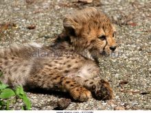 Cheeta
