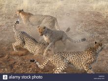 Cheeta
