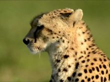 Cheeta