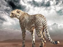 Cheeta