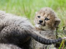 Cheeta