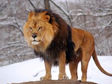 Cheeta