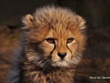 Cheeta