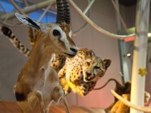 Cheeta