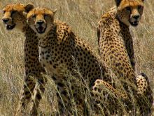 Cheeta