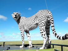 Cheeta #3513395 picture (Landscape Medium)