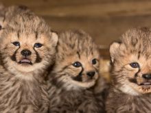 Cheeta