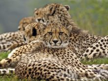 Cheeta
