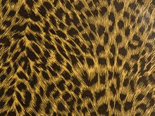 Cheeta