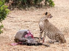 Cheeta