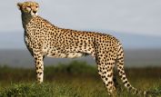 Cheeta