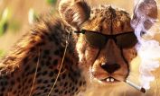 Cheeta