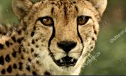 Cheeta