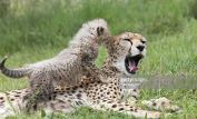 Cheeta