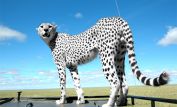Cheeta