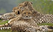 Cheeta