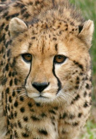 Cheeta
