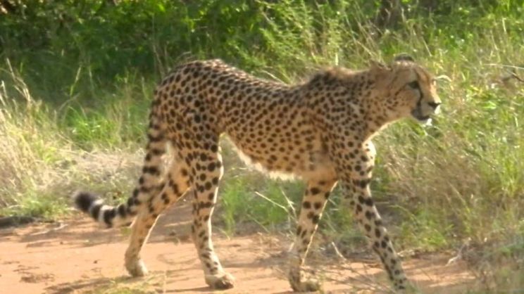Cheeta
