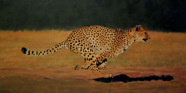 Cheeta