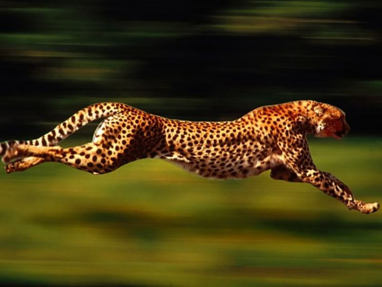 Cheeta