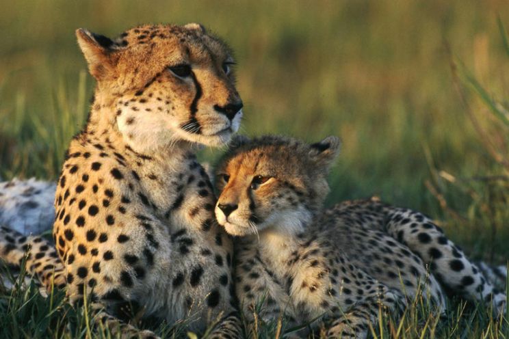 Cheeta