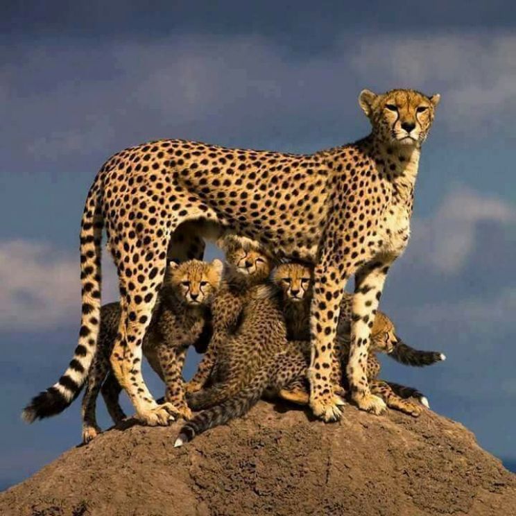 Cheeta