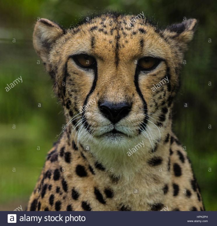 Cheeta