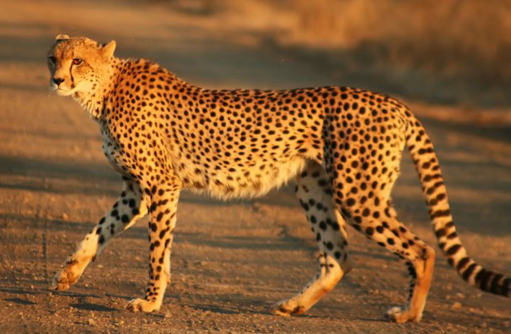 Cheeta
