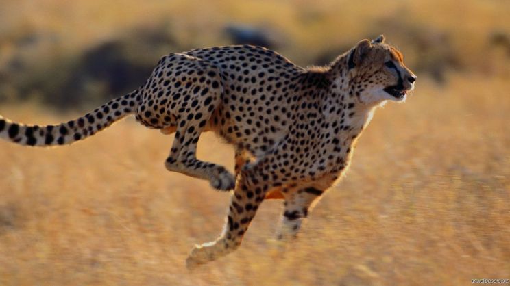 Cheeta