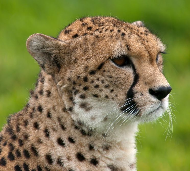 Cheeta
