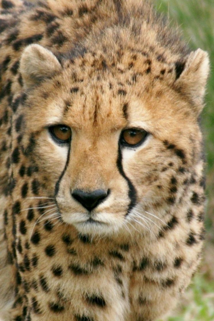 Cheeta