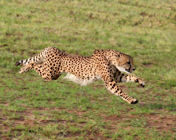 Cheeta