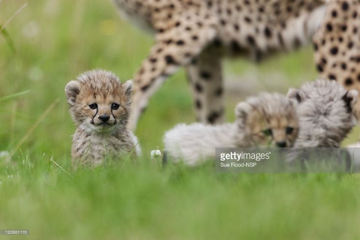 Cheeta