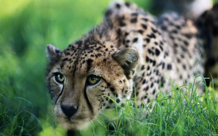 Cheeta