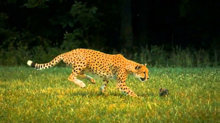 Cheeta