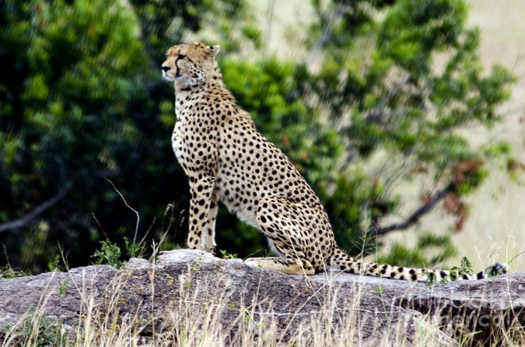 Cheeta