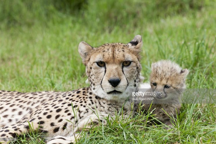 Cheeta