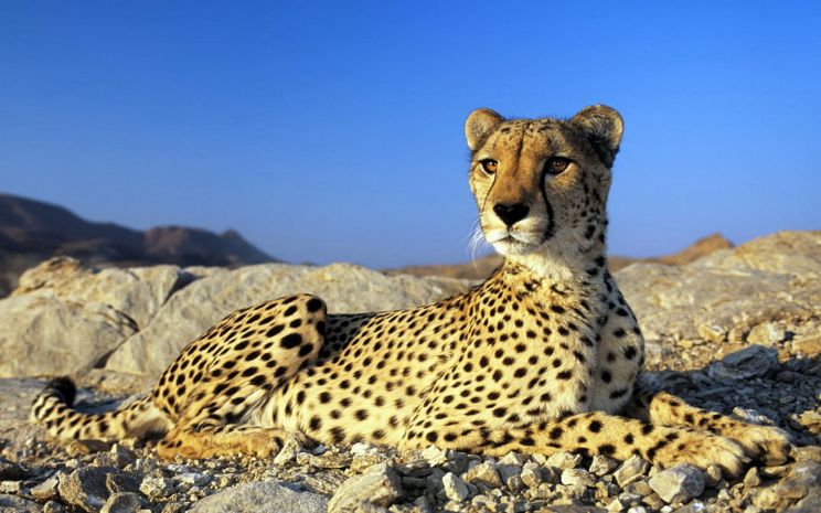 Cheeta