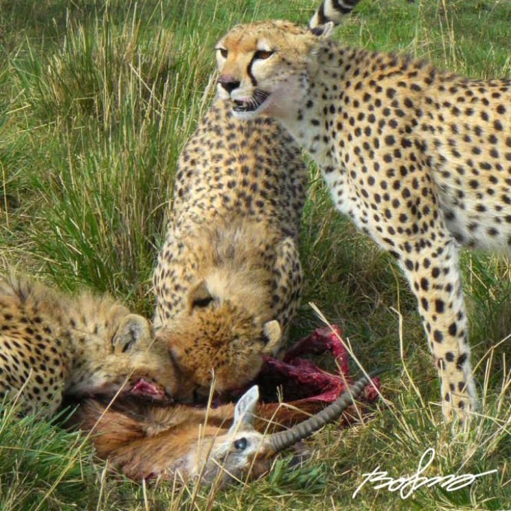 Cheeta
