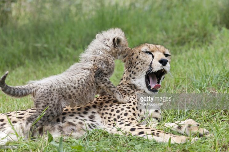 Cheeta