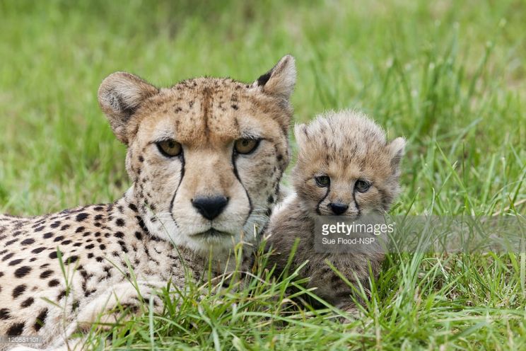 Cheeta
