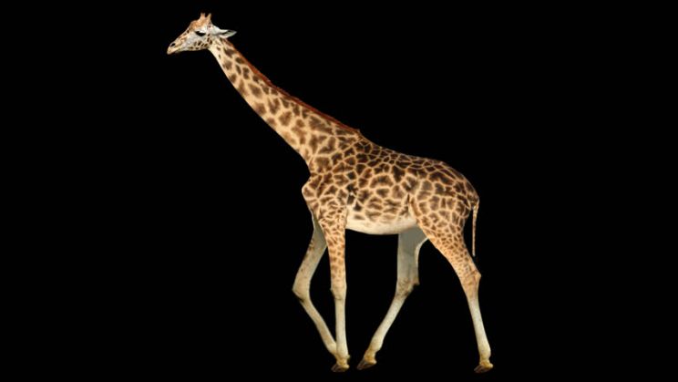 Cheeta