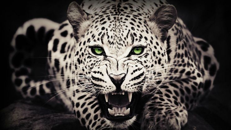 Cheeta