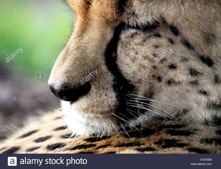Cheeta