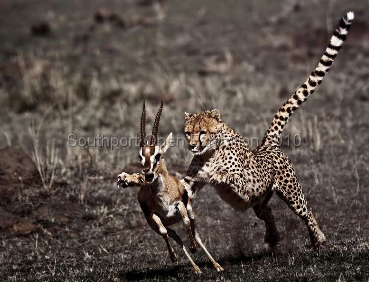 Cheeta