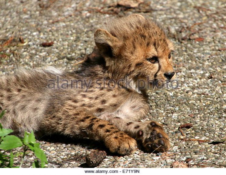 Cheeta