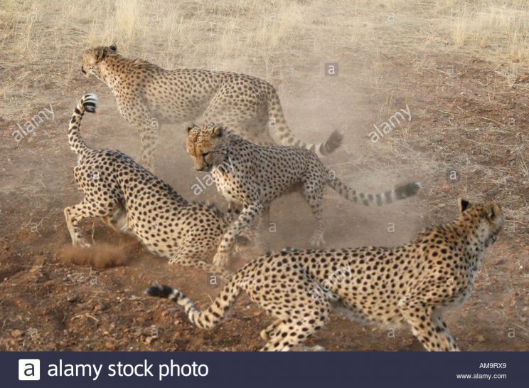 Cheeta