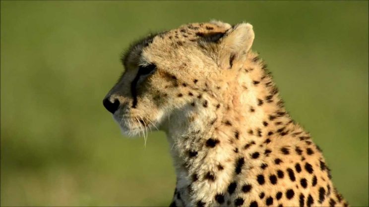 Cheeta