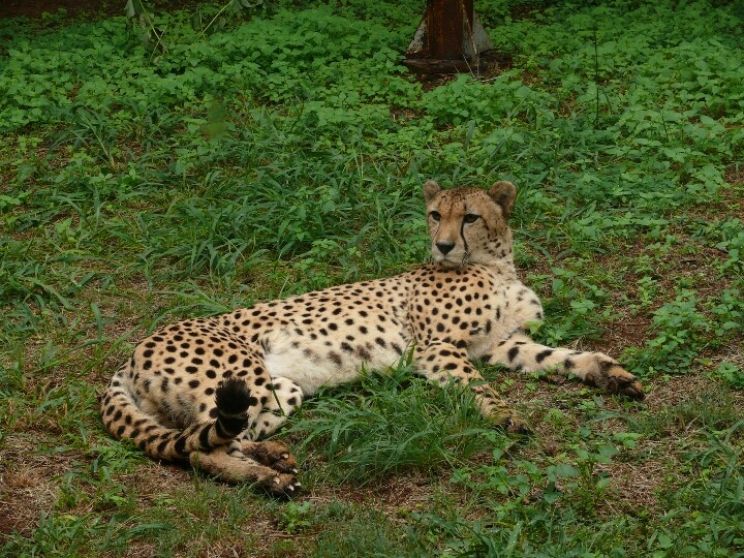 Cheeta