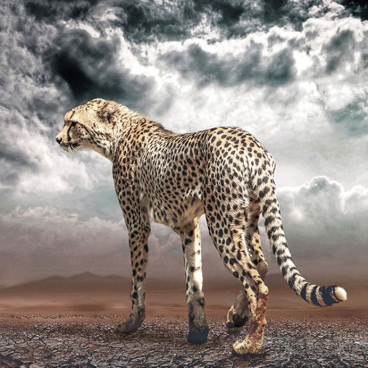 Cheeta